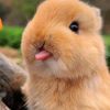 charming.critter.haven